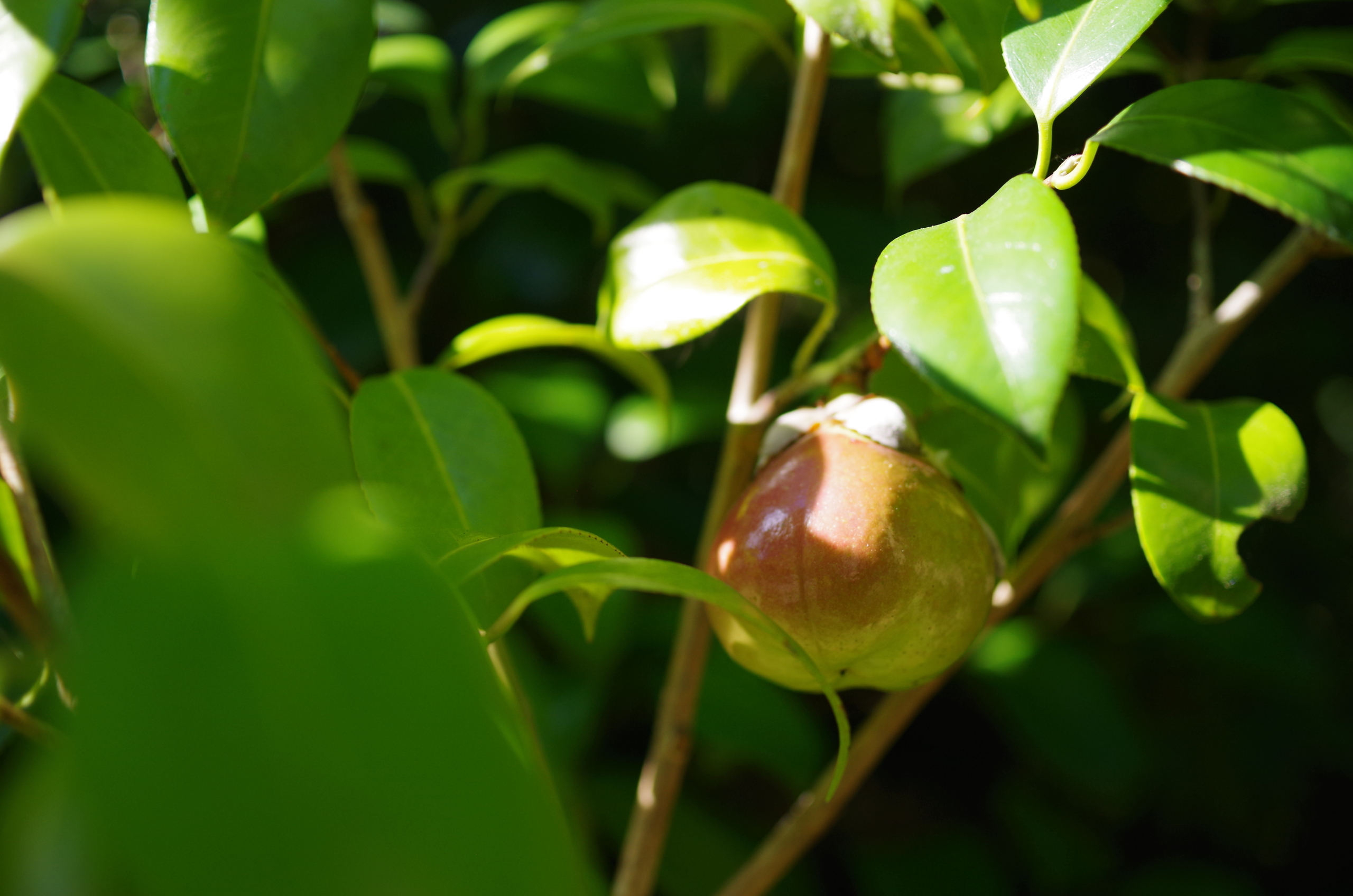 ツバキ(園芸種)